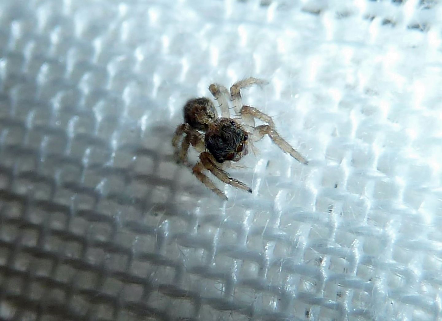Pseudeuophrys sp. - Cassano Magnago (VA)